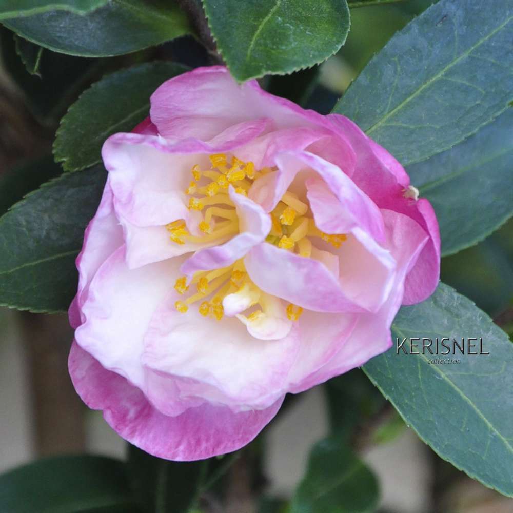 Camellia sasanqua 'Paradise'® 9 variétés:H 50/60 cm, ctr 7 Litres