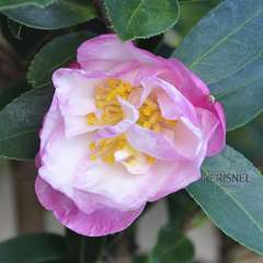 Camellia sasanqua 'Paradise'®  9 variétés:H 50/60 cm, ctr 7 Litres