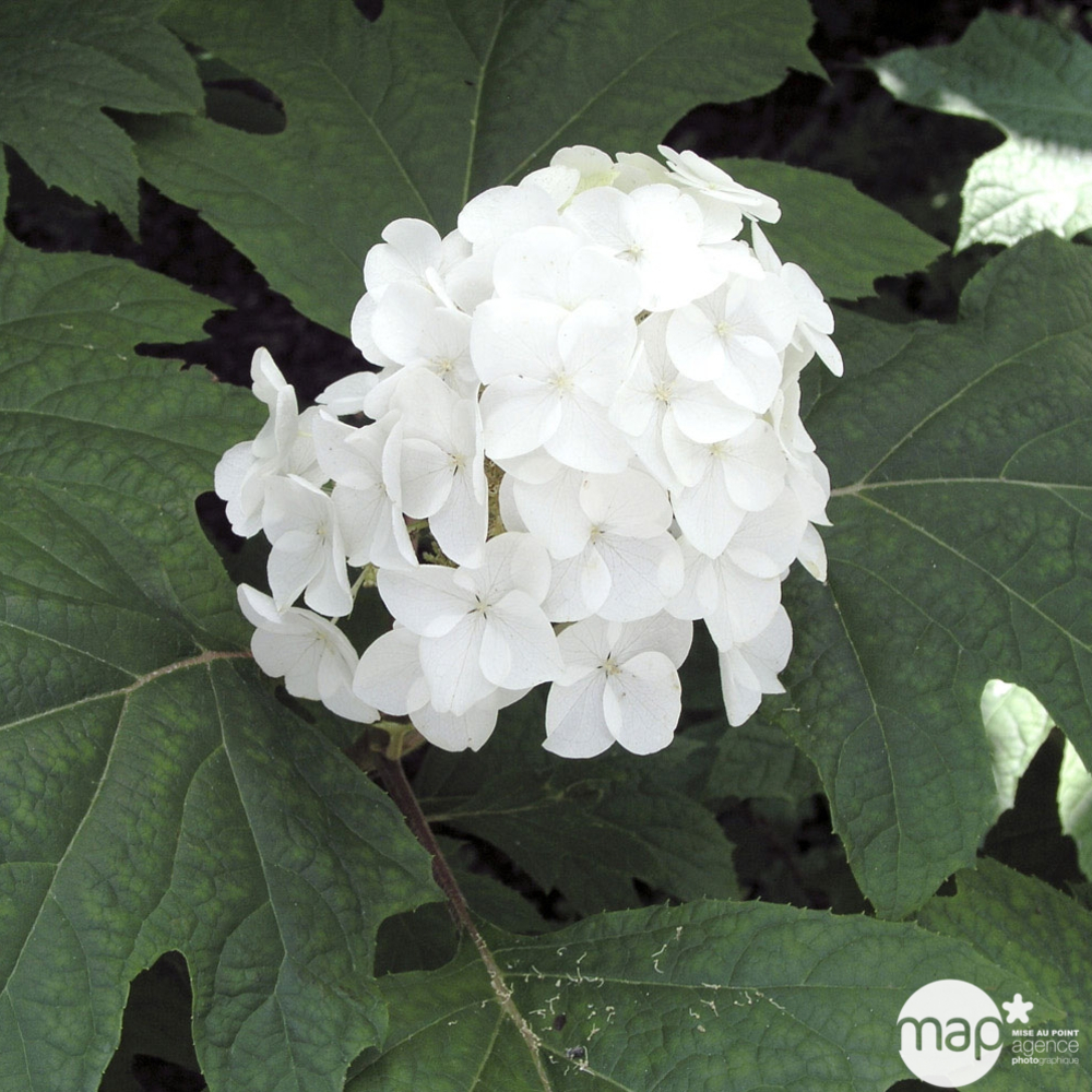 Hydrangea quercifolia, H 40/60 cm, ctr 4 L