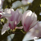 Magnolia soulangeana : ctr 4 litres