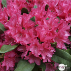 Rhododendron hybride  : C30L 80/90