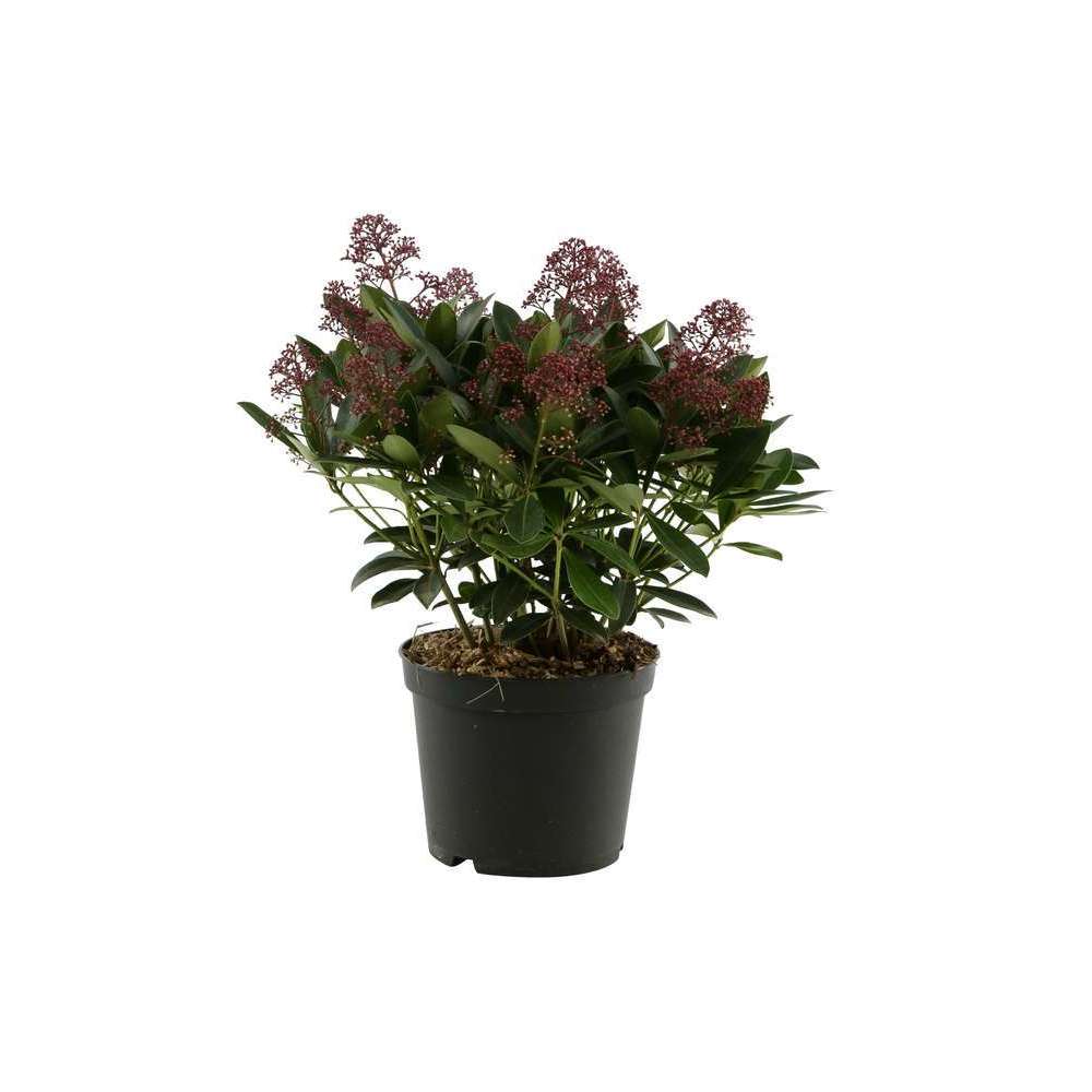 Skimmia japonica ' Rubella ' : H 40/50 cm conteneur 5 litres