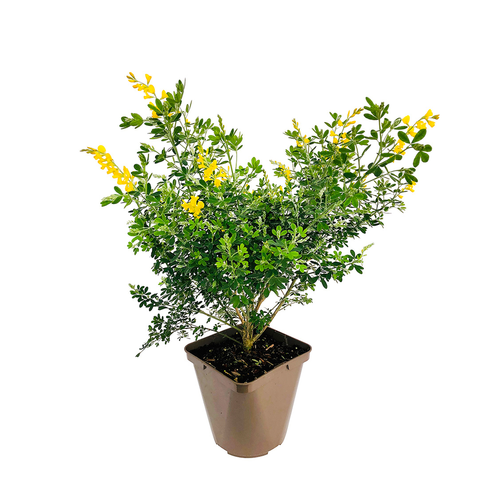 Genista X Porlock : H30/40cm Pot 3L