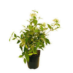 Viburnum plicatum ' Watanabe ' : H 40/60 cm ctr 4 litres