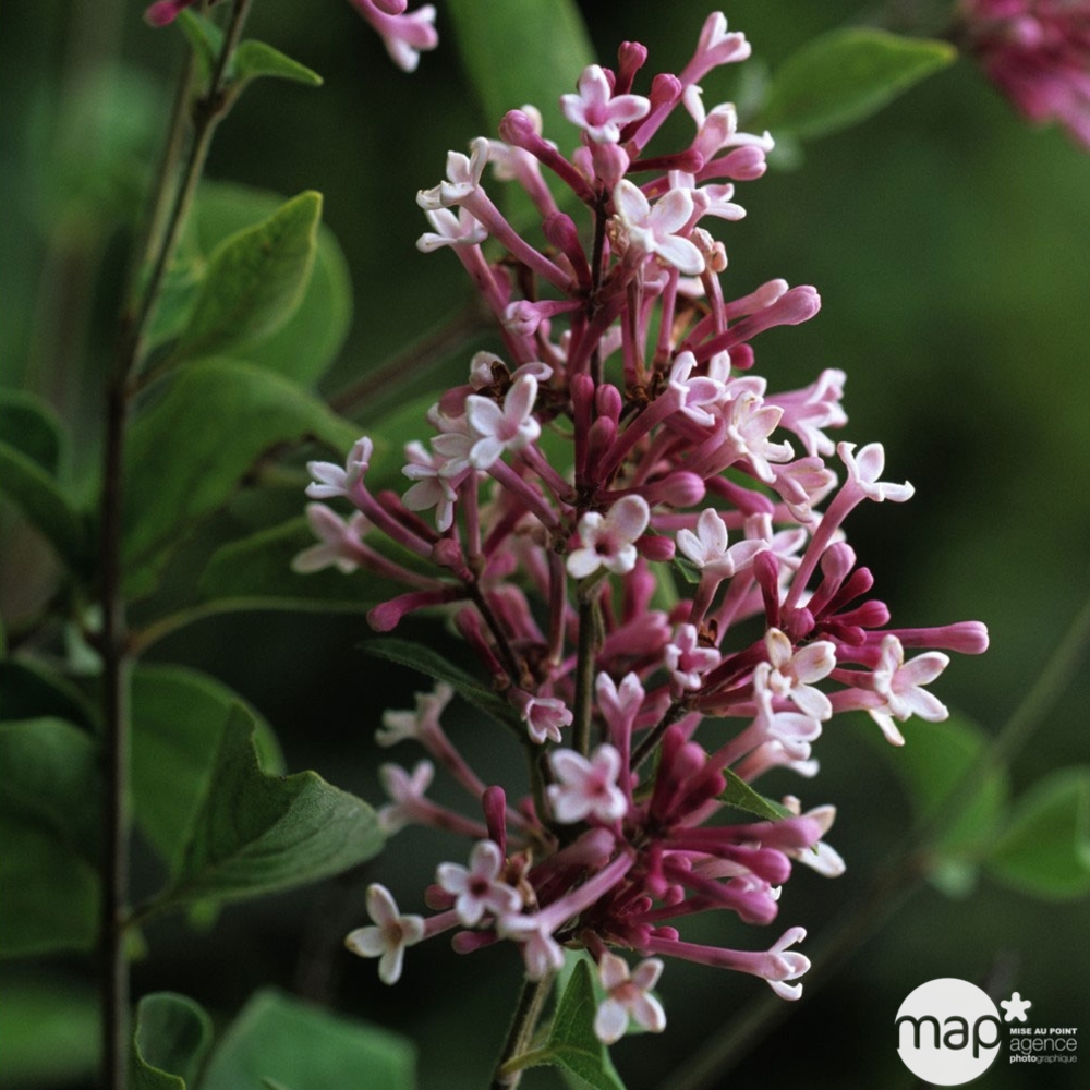 Syringa microphylla ' Superba ': H 40/60 cm ctr 4 litres