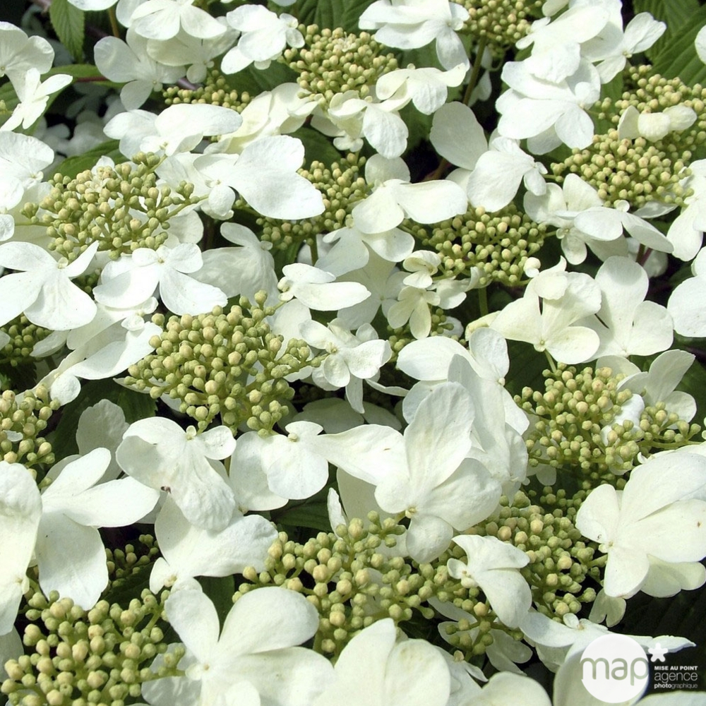 Viburnum plicatum : ctr 4 litres