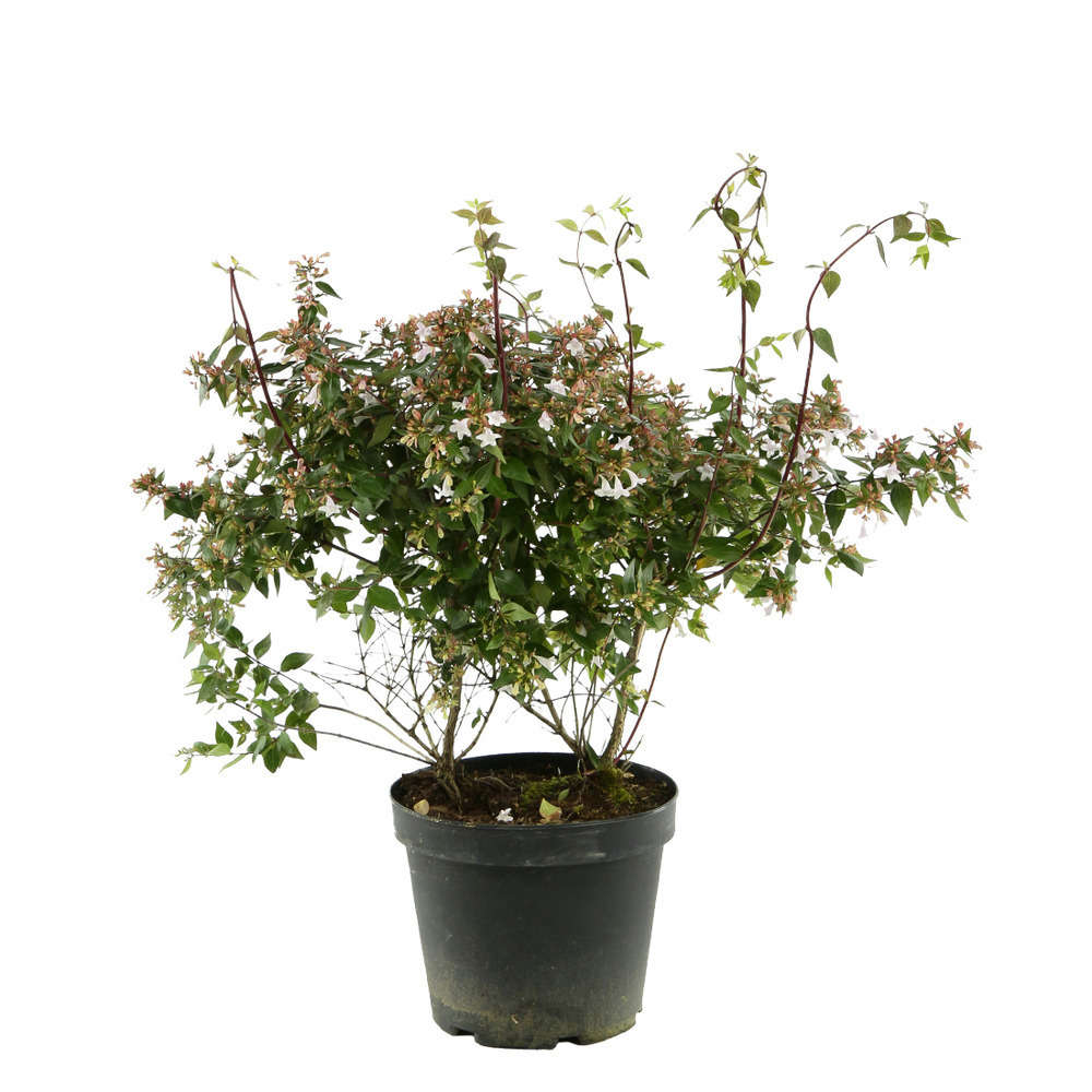 Abelia x grandiflora : ctr 7 litres