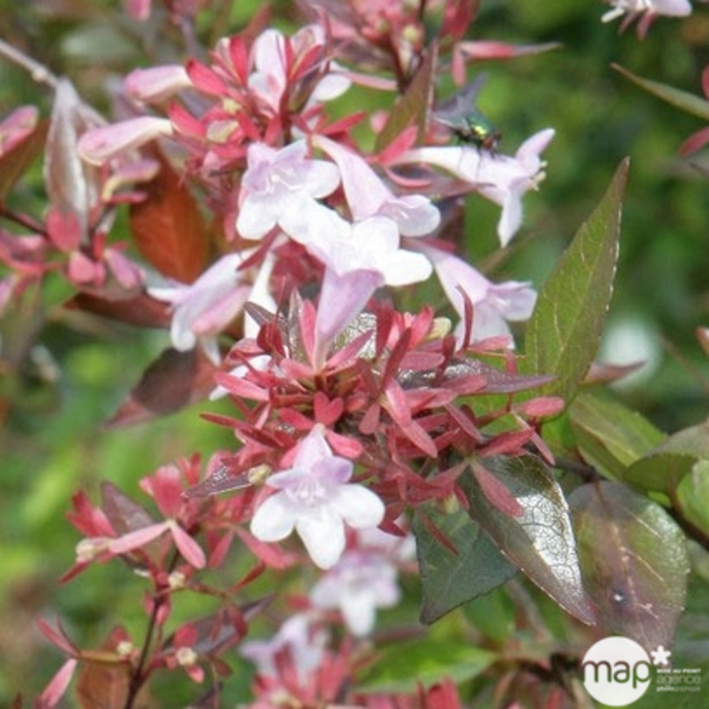Abelia x ' Edward Goucher ' : ctr 7 litres (rose-lilas)