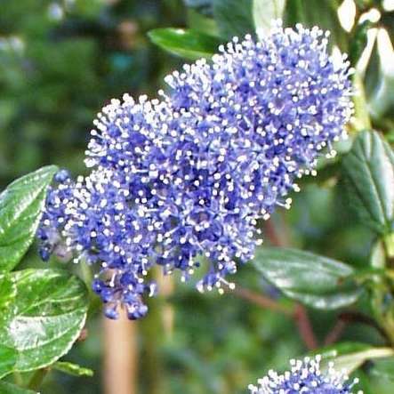 Ceanothus persistant - Pot 10L - H. 60/80 cm
