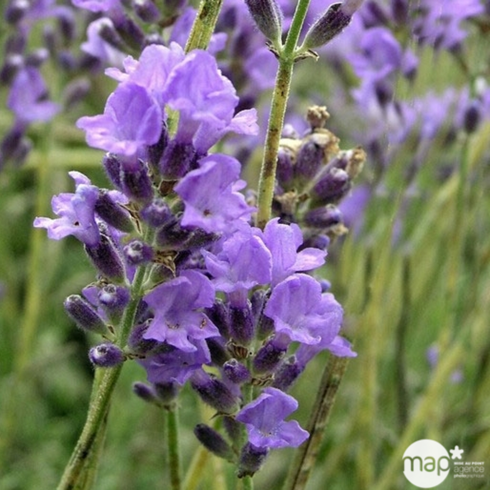 Lavandula angustifolia : ctr 3 litres