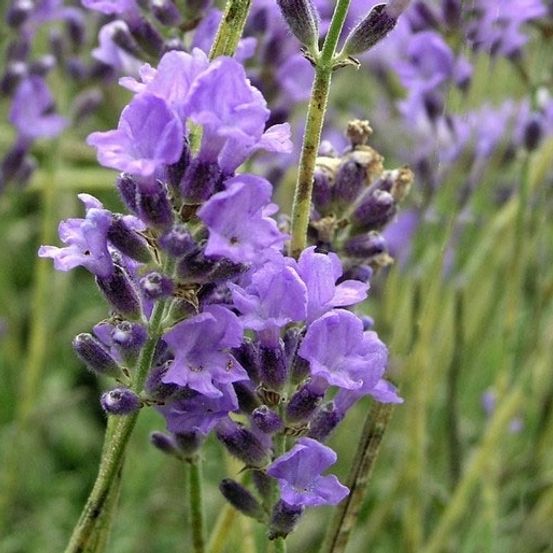 Lavandula angustifolia : ctr 3 litres