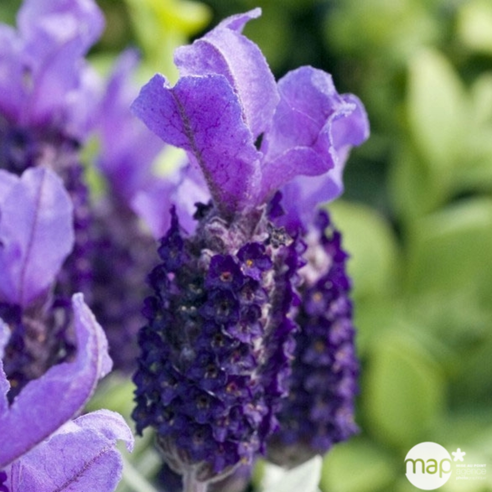 Lavandula stoechas: ctr 3 litres
