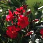 Nerium Oleander : H 80/100 cm ctr 7 litres