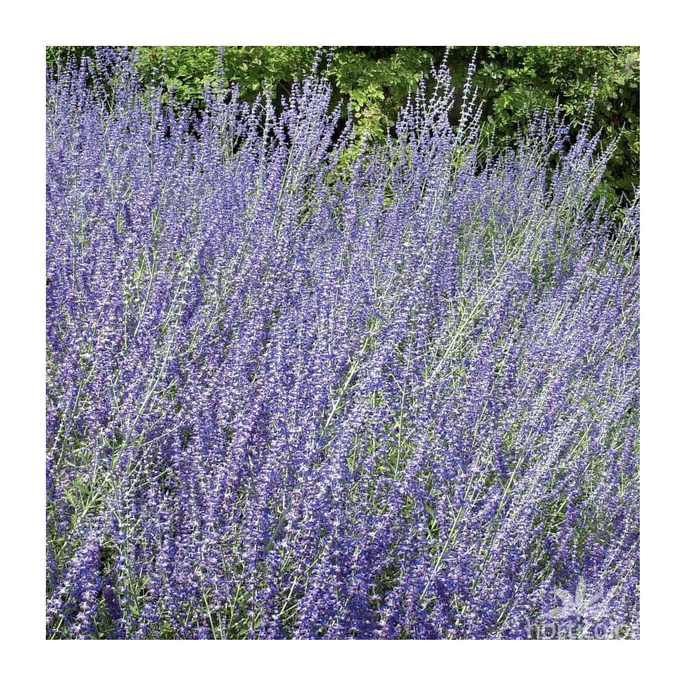 Perovskia atriplicifolia : H 40/60 cm ctr 7 litres