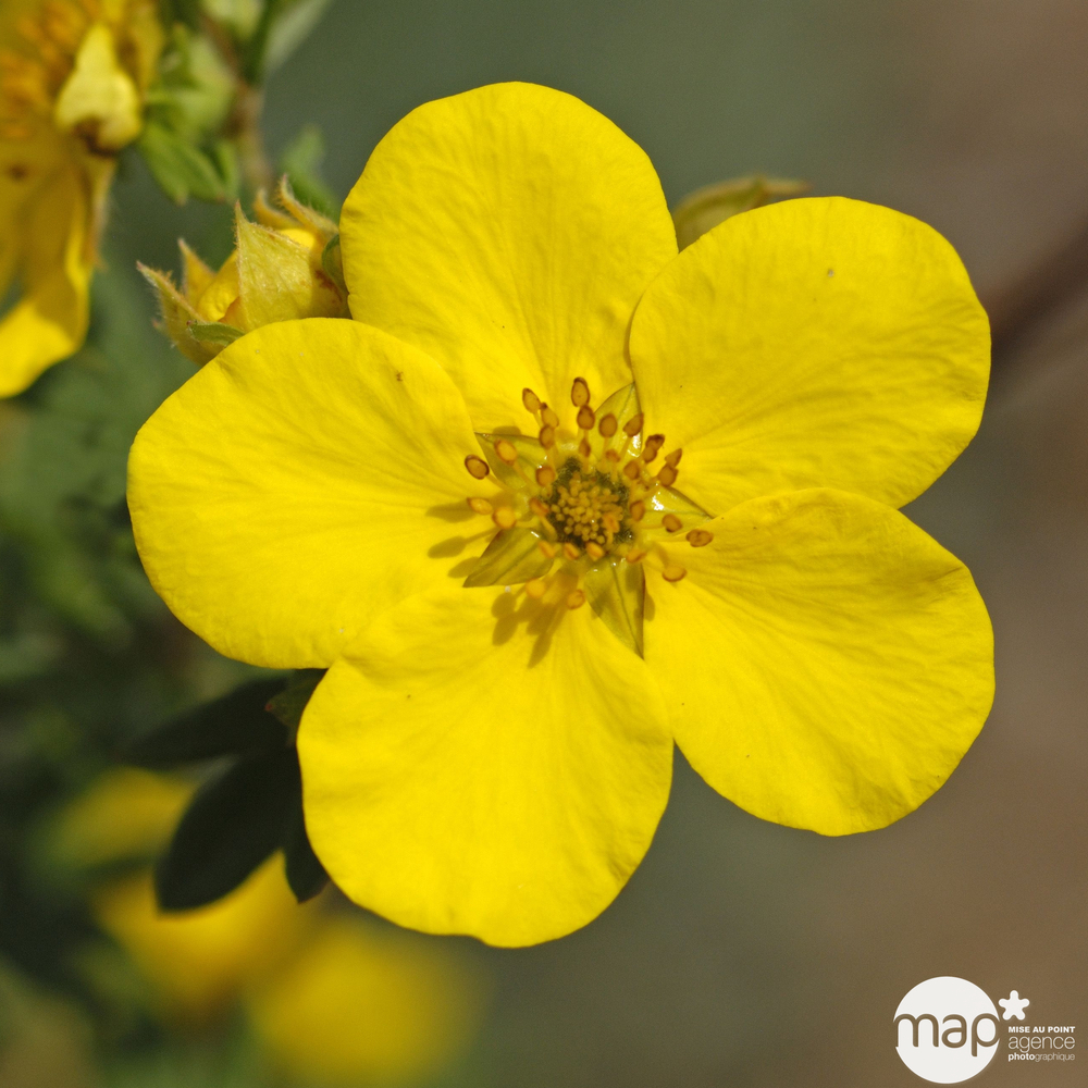 Potentilla : pot 3 Litres - H. 30/40cm