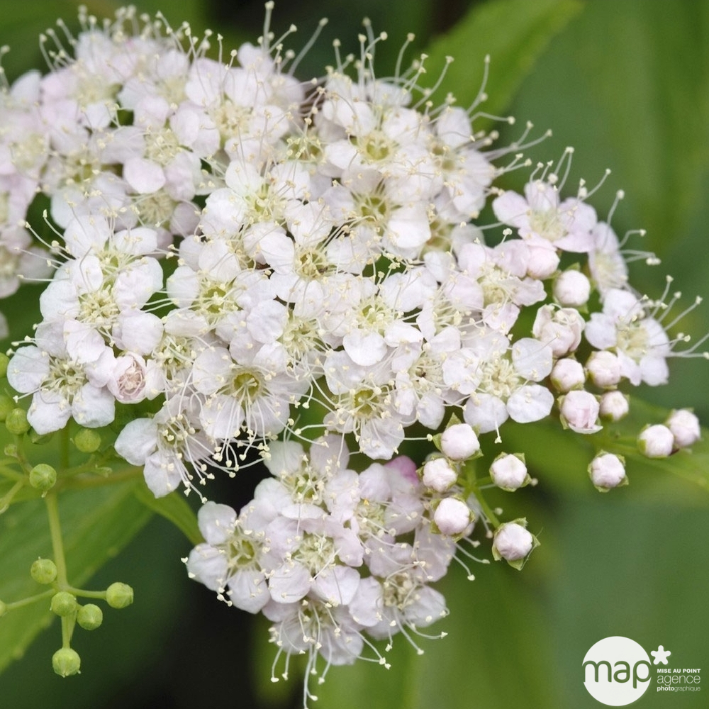 Spiraea japonica ' Shirobana ' : H 30/40 cm ctr 3 litres