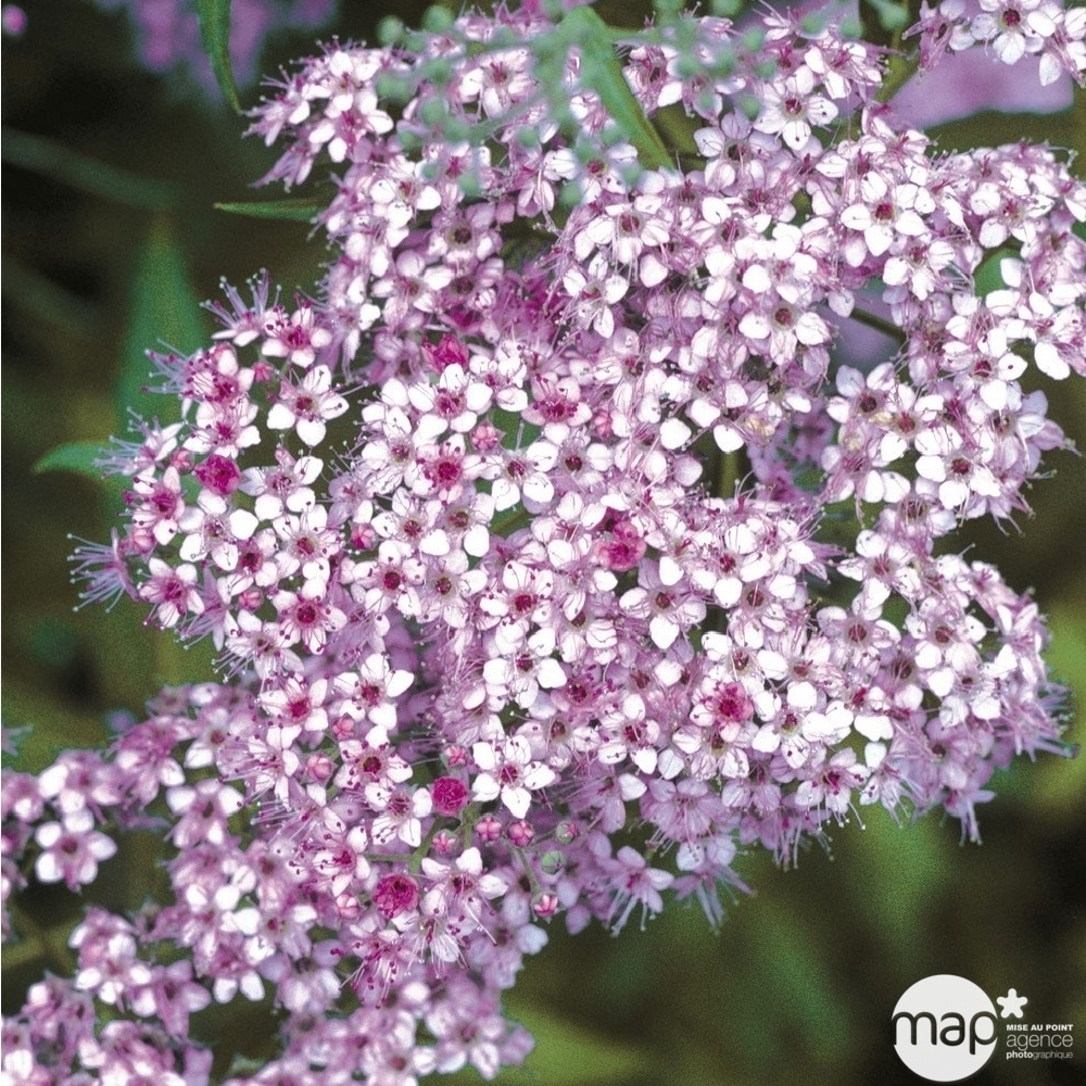 Spiraea japonica ' Little Princess ' : H 40/50 cm ctr 7 litres