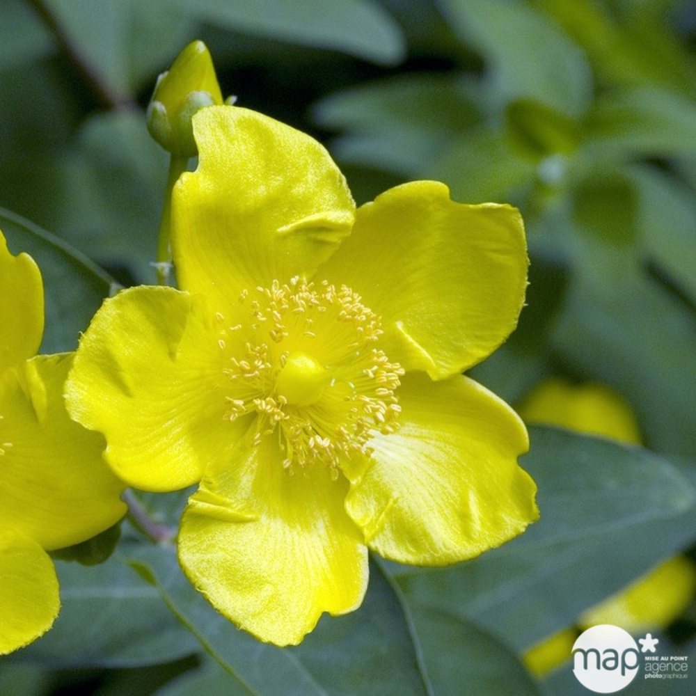 Hypericum x ' Hidcote ' : ctr 2 litres
