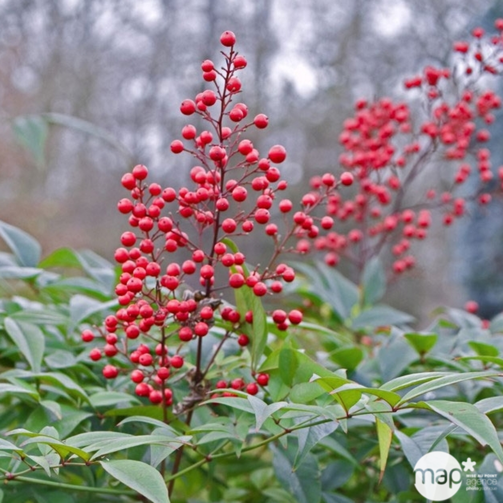 Nandina domestica : H 30/40 cm ctr 4 litres
