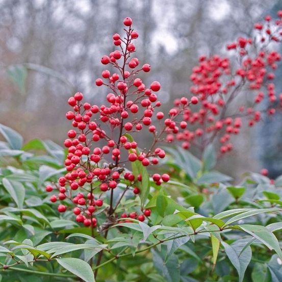 Nandina domestica : H 30/40 cm ctr 4 litres