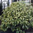 Aucuba japonica 'Crotonifolia': hauteur 20/30 cm ctr 2 litres