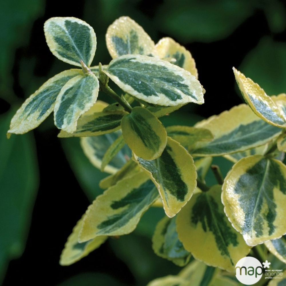 Euonymus fortunei Emerald'n Gold : H.25/30 ctr 3 litres