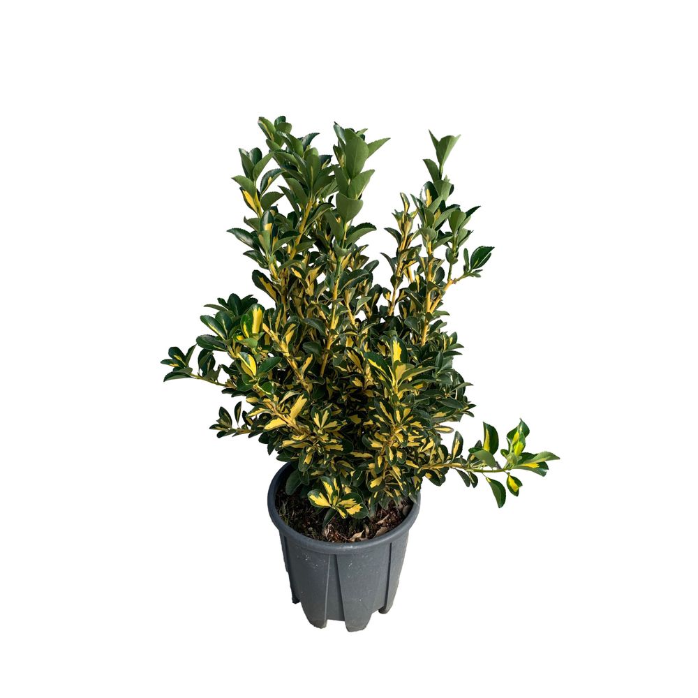 Euonymus japonicus ' Aureo Pictus' : H 60/80 cm ctr 10 litres