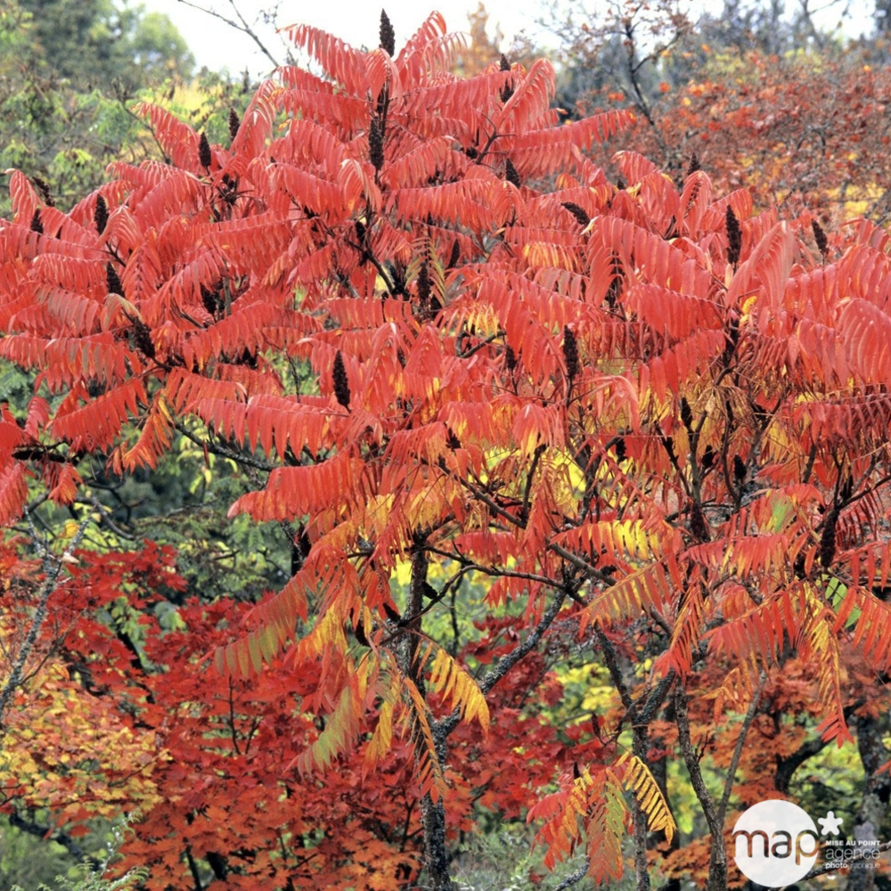 Rhus typhina : H 60/80 cm ctr 5 litres