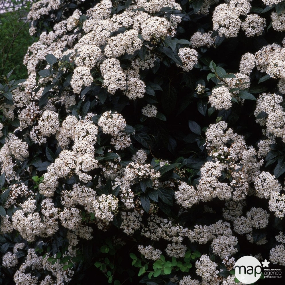 Viburnum tinus : H 20/30 cm ctr 2 litres
