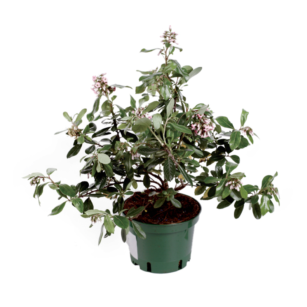 Escallonia - Pot 10L