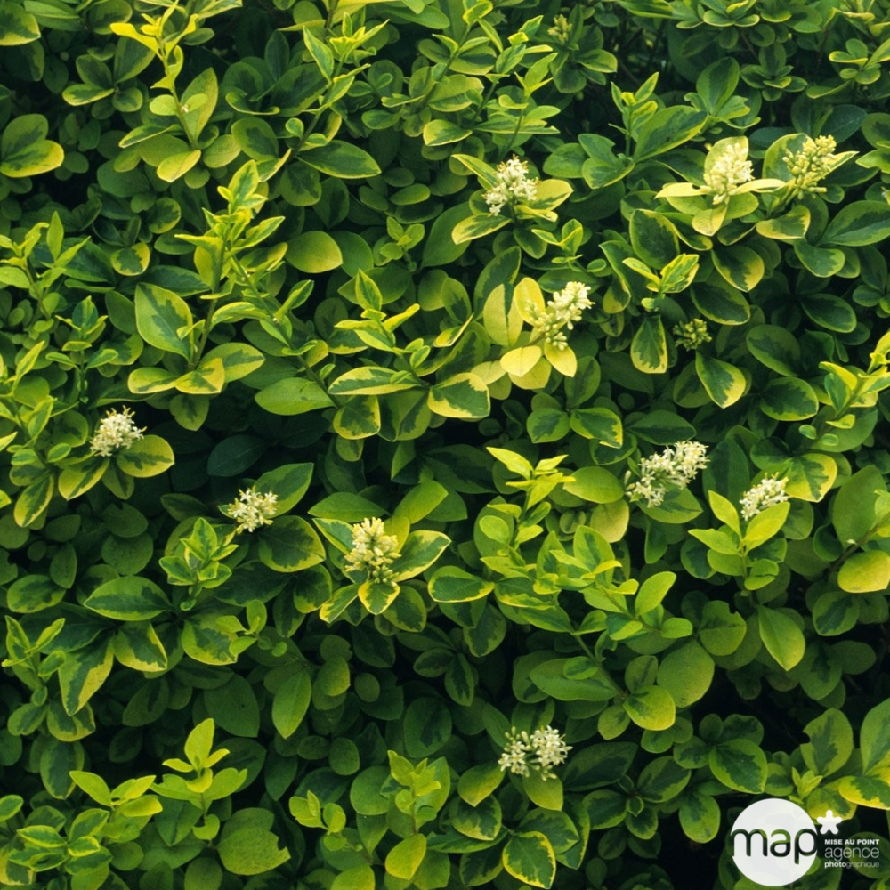 Ligustrum ovalifolium ' Aureum ' : H 30/40 ctr 2 litres