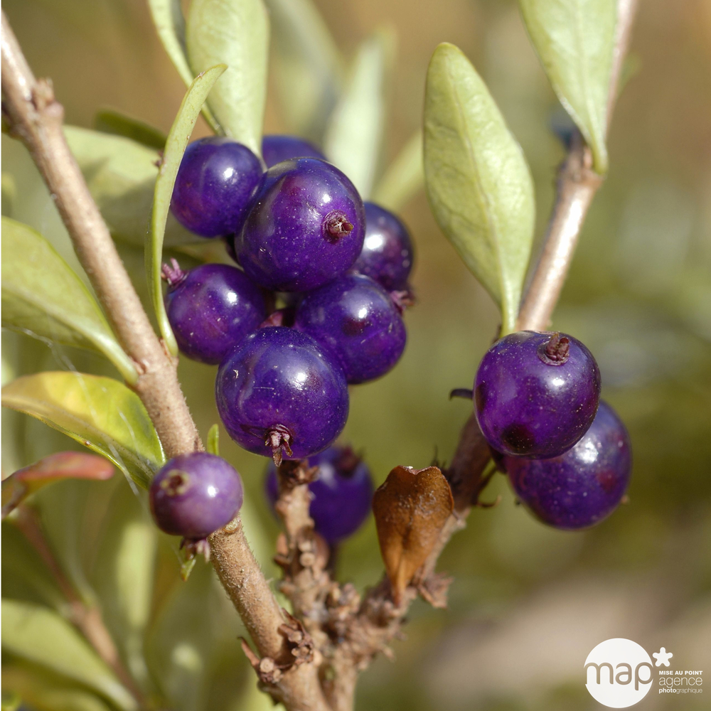 Lonicera pileata : H 30/40 cm ctr 2 litres.