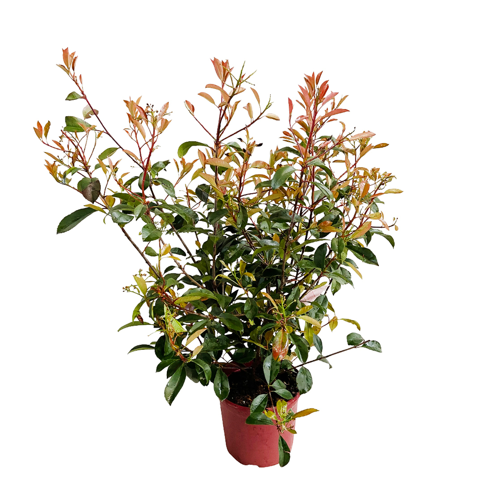 Photinia red Robin : H40/60cm 5L