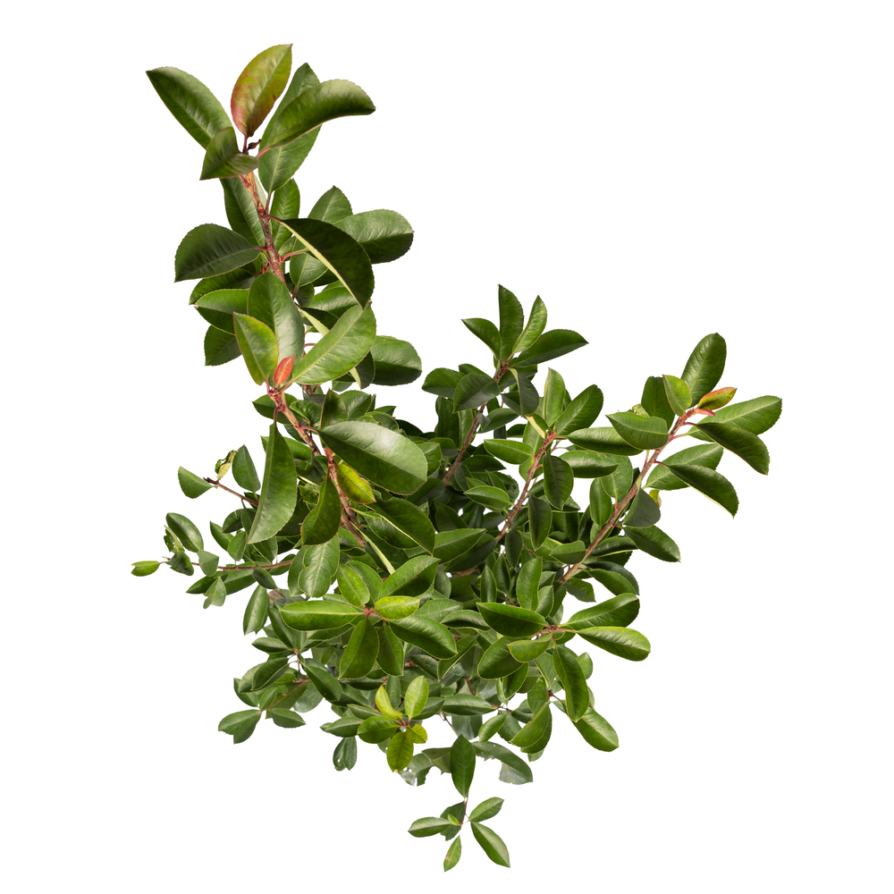 Photinia X Fraseri red Robin :h80/100cm 10L