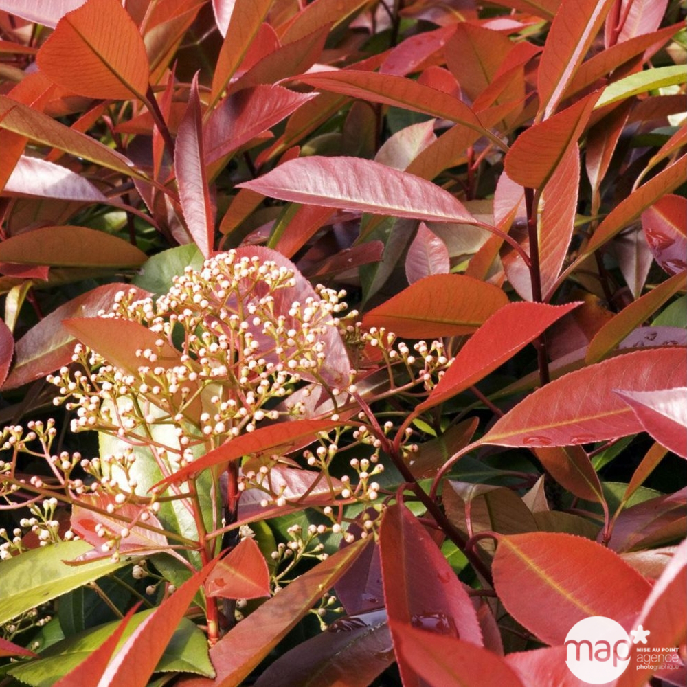 Photinia X Fraseri red Robin H100/125cm 15L