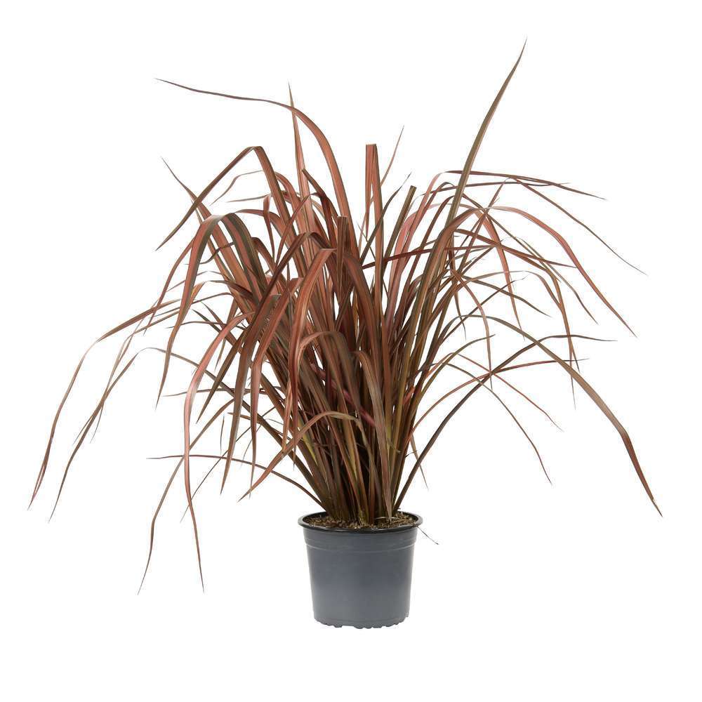 Phormium : ctr 3 litres