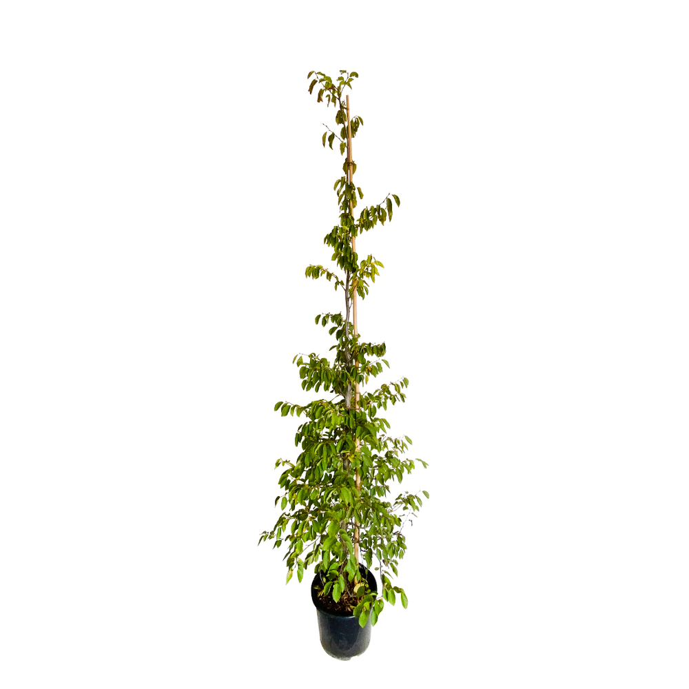Carpinus betulus: h.175/200cm pot 15L