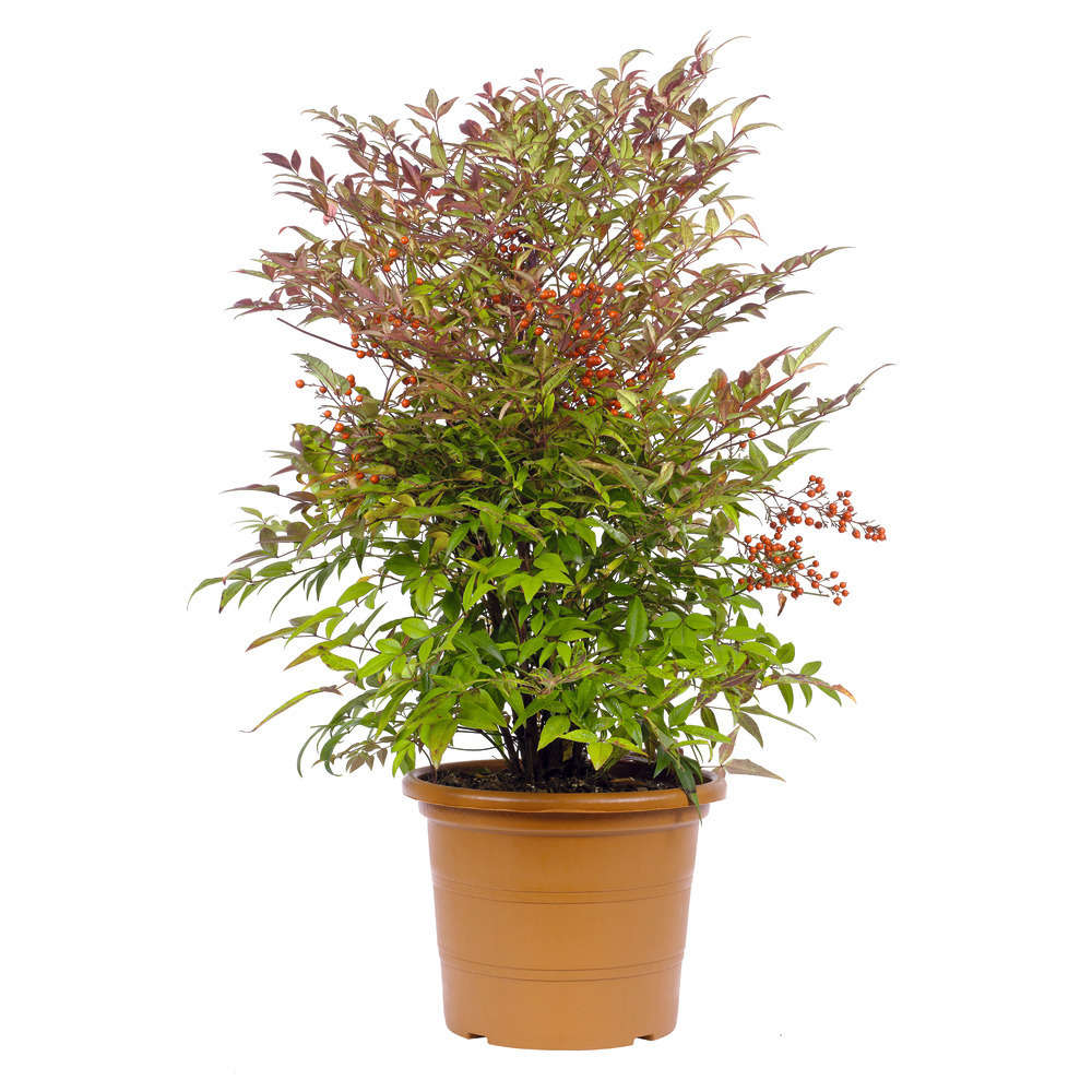 Nandina domestica: pot h.60/80cm 10L