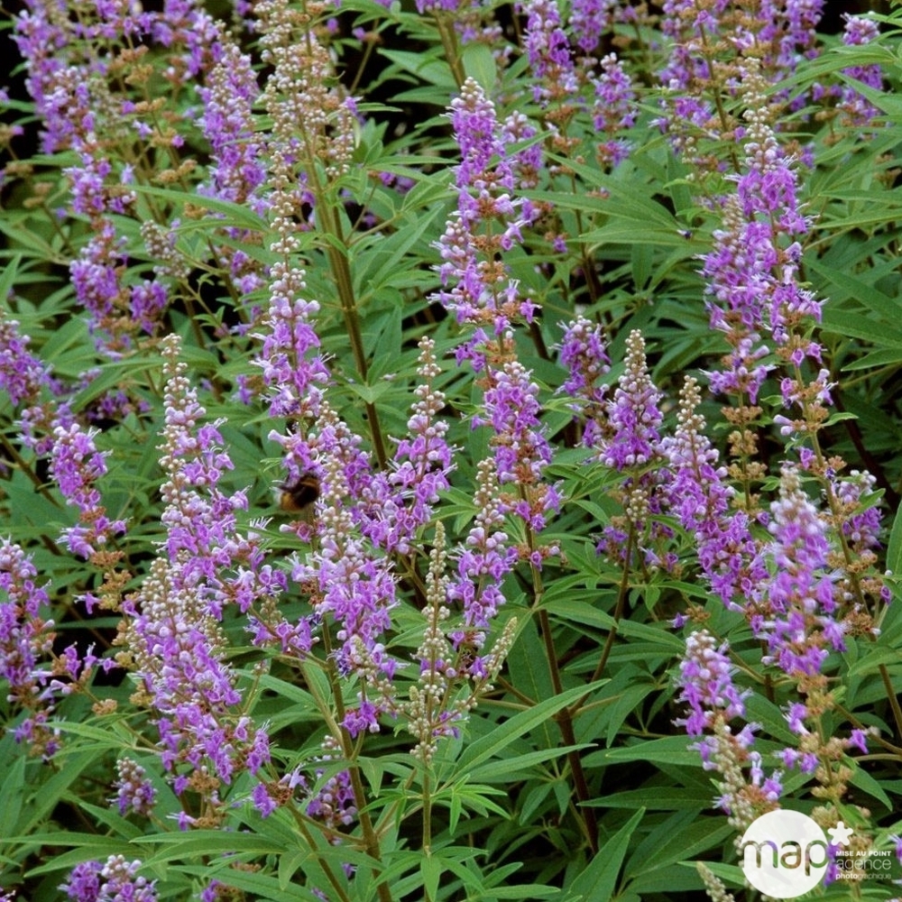 Vitex agnus-castus: h.40/60cm pot 4L