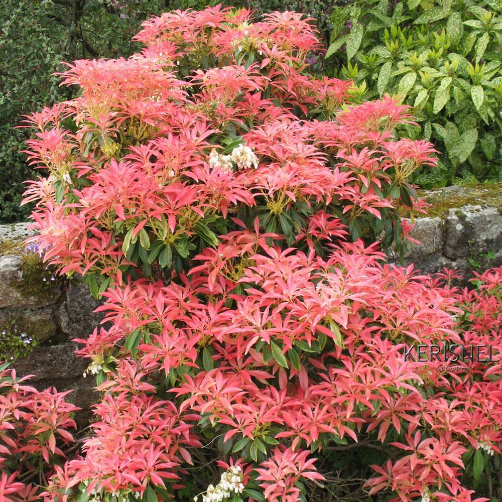 Pieris Collection générale : hauteur 30 à 40 cm, conteneur de 3 L