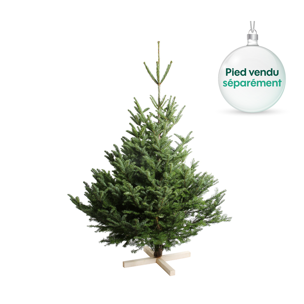Sapin naturel Abies nobilis: coupÃ© 150/175 cm