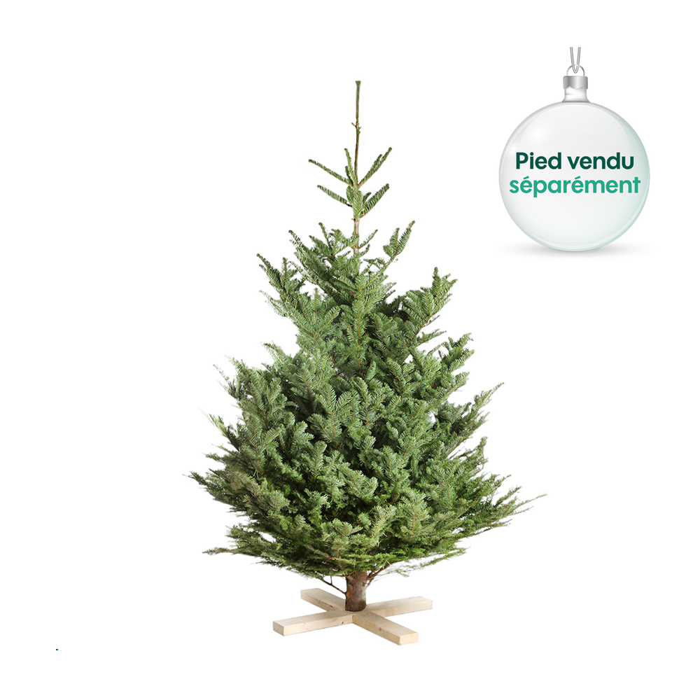 Sapin naturel Abies nobilis: coupÃ© 200/250 cm