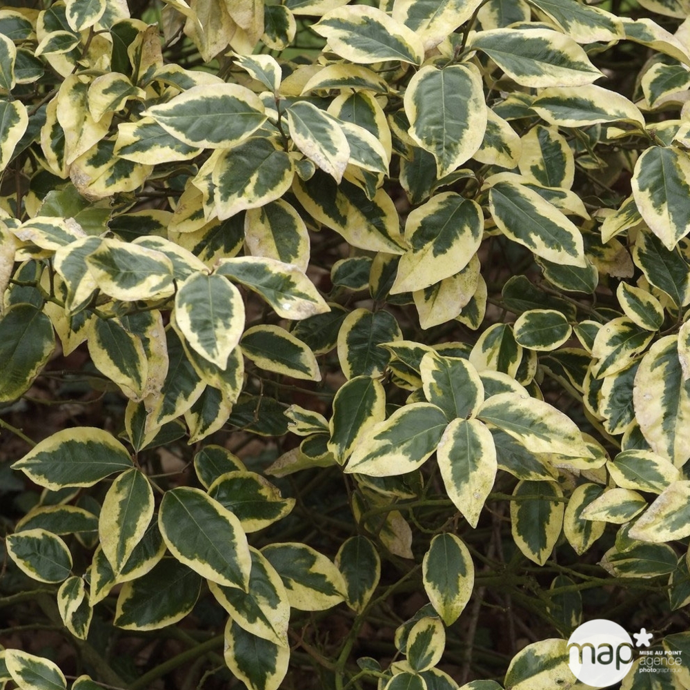 Elaeagnus x ebbingei ' Gilt Edge ' : H. 60/80 cm ctr 10 litres