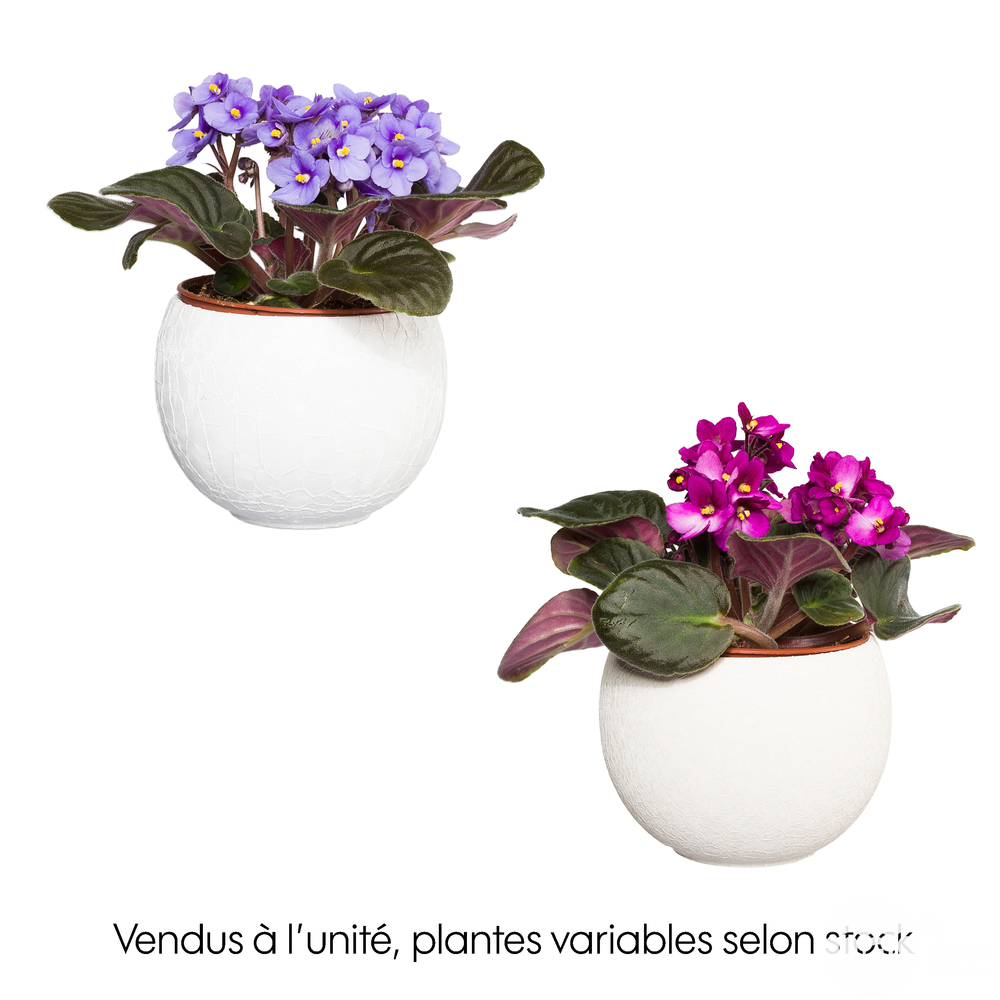 Saintpaulia : plante Ø12cm petit modèle pot