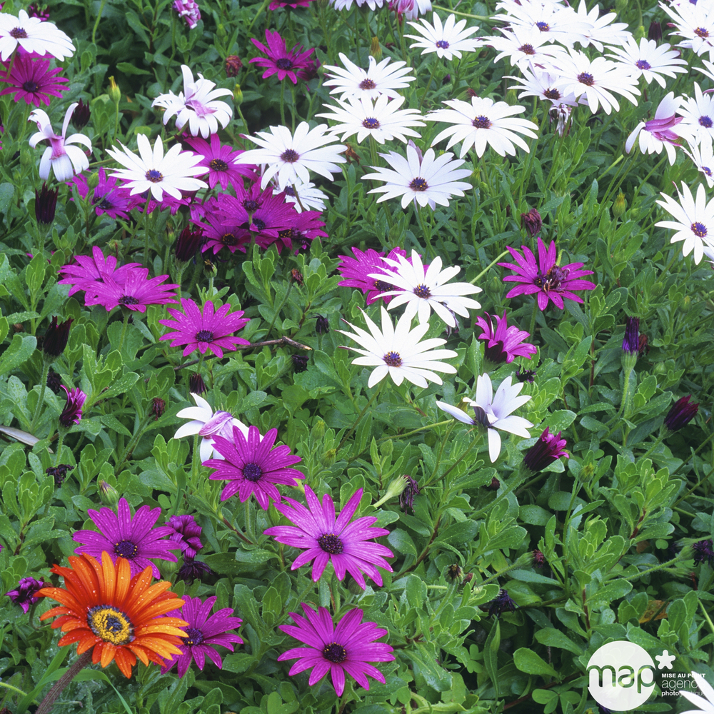 Osteospermum : pot Ø 19 cm ou Ctr 3,1 litres