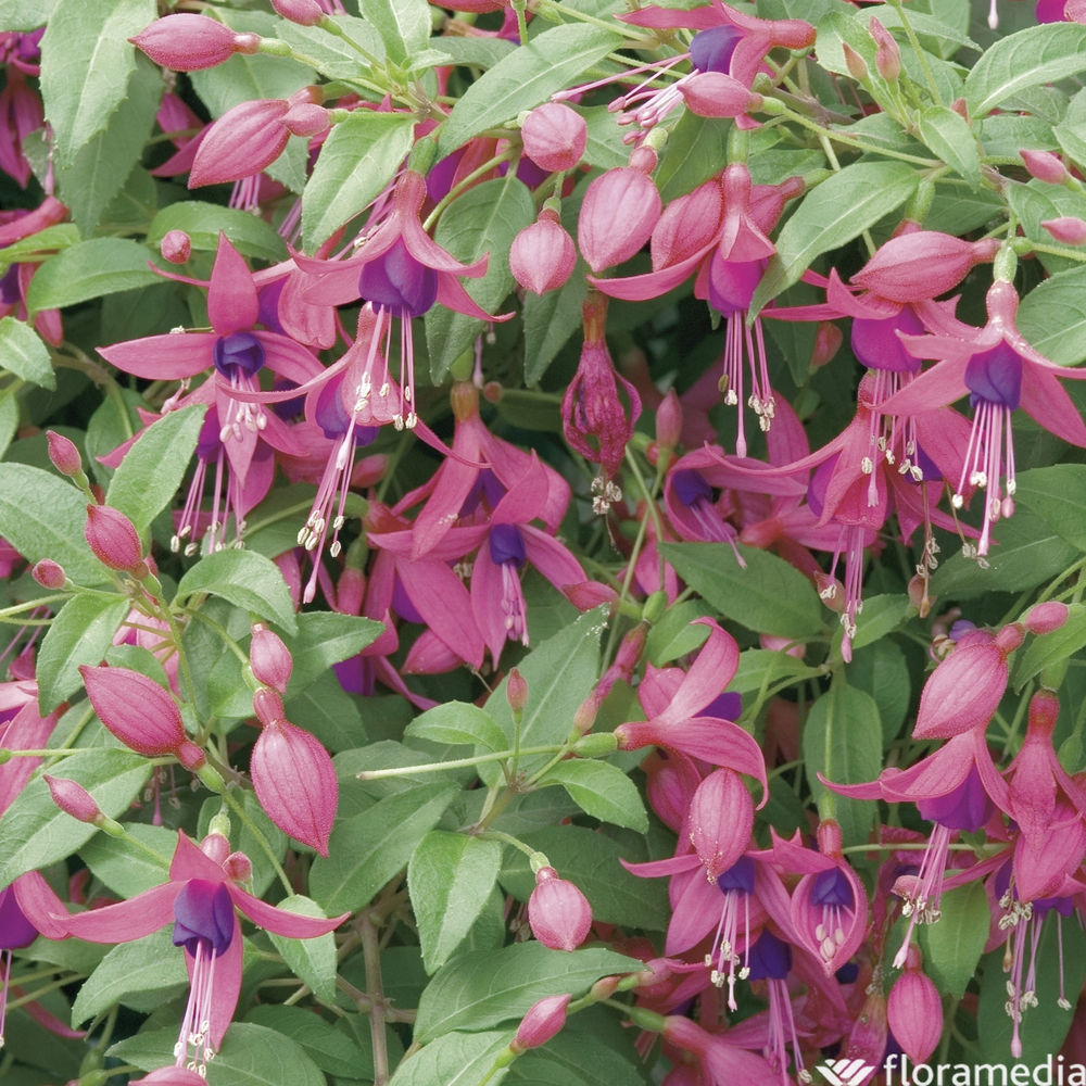 Fuchsia: pot d.19cm ou 31L