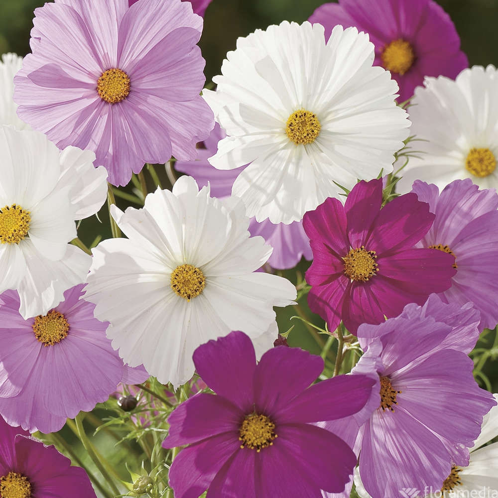 Cosmos: pot d.13cm ou pot 1L