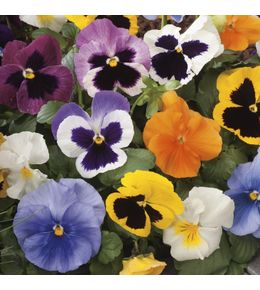 Pensée: barquette de 6 plants