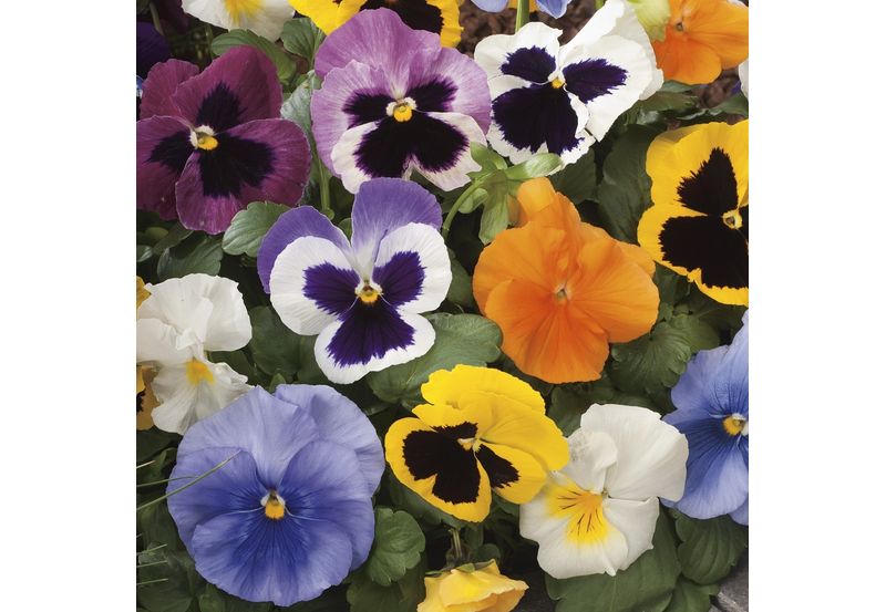 Bons Plans & Promotions plantes : fleurs, potager, fruitiers et plantes d’intérieur