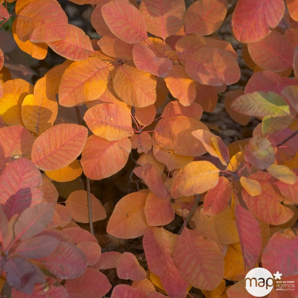 Cotinus x ' Grace ' : H 40/60 cm : ctr 4 litres